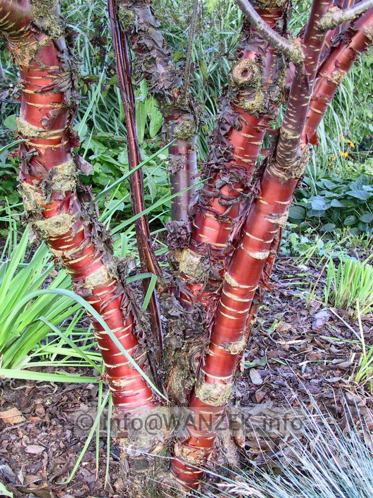 Prunus serrula 01 Rinde Herbst.jpg